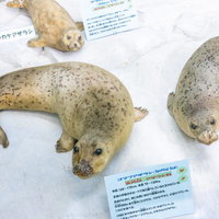 ゴマフアザラシの斑点模様が映えるリアルな剥製の写真
