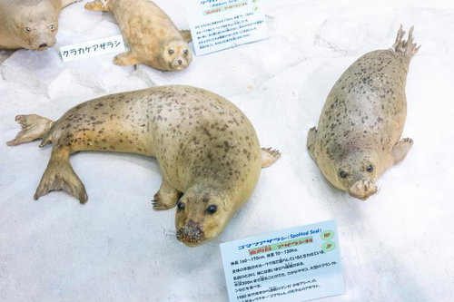 ゴマフアザラシの斑点模様が映えるリアルな剥製