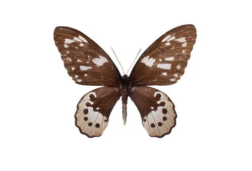 西イリアン産のゴライアストリバネアゲハのメスの標本