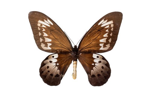 インドネシアセラム島産のゴライアストリバネアゲハのメスの標本