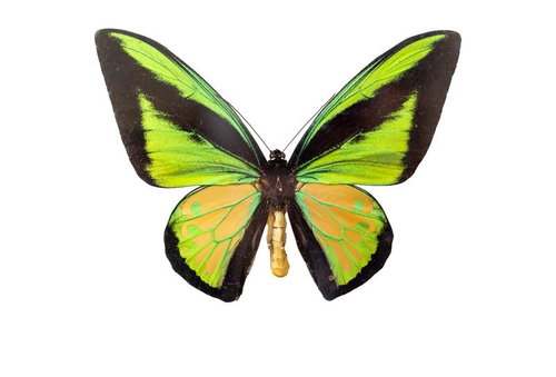 インドネシアセラム島産のゴライアストリバネアゲハのオスの標本