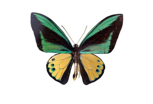 西イリアン産のゴライアストリバネアゲハのオスの標本