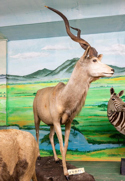 グレータークーズーの剥製