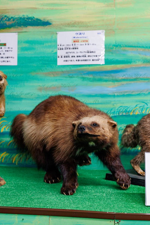 野生での力強さを感じさせるクズリの剥製