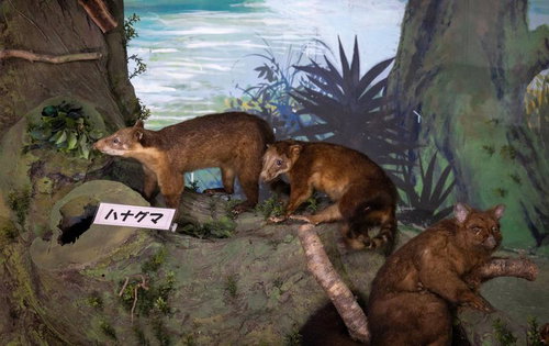 ハナグマの生態をリアルに再現した剥製