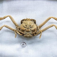 平家ガニの剥製の写真