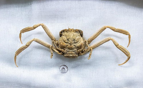 平家ガニの剥製