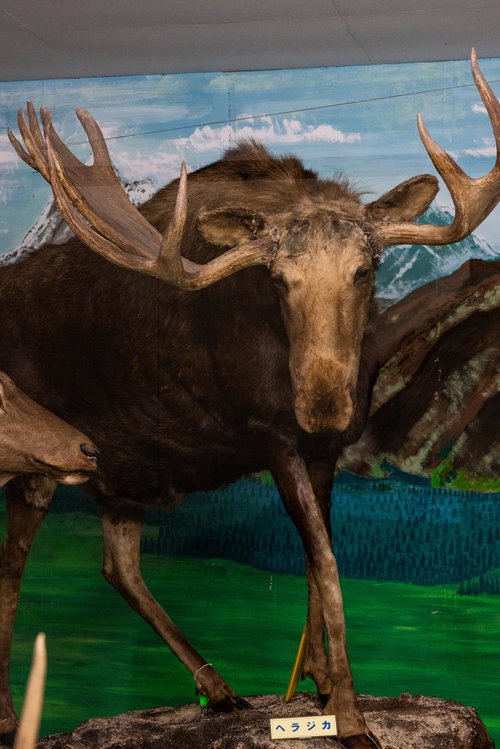 ヘラジカ特有の幅広い角