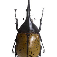 ヘルクレスオオツノカブト（コロンビア）オスの標本の写真