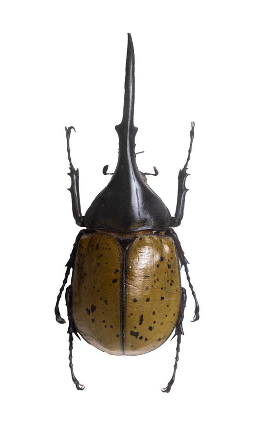 ヘルクレスオオツノカブト（コロンビア）オスの標本