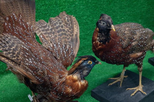展示された2羽のヒオドシジュウケイの剥製