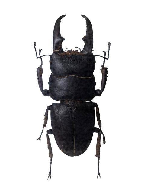 大顎と艶やかな黒褐色が際立つヒラタクワガタの標本