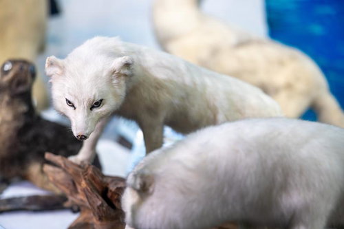 ホッキョクギツネの厚い毛並み