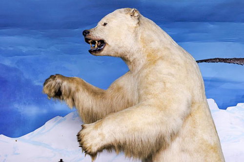立ち上がった姿勢で牙をむき出しにするホッキョクグマの剥製