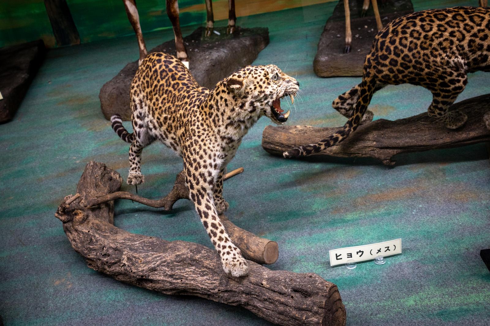 ヒョウの剥製 大型 威嚇するヒョウのメスの剥製の写真素材 - フリー素材ぱくたそ
