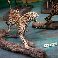 威嚇するヒョウのメスの剥製の写真