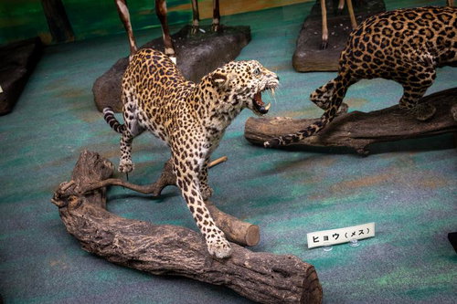 威嚇するヒョウのメスの剥製