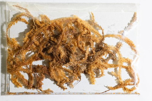 イギカヤゴケと呼ばれるコケ植物の標本