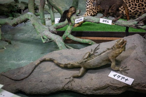 岩の上で堂々とした姿を見せるイグアナの剥製