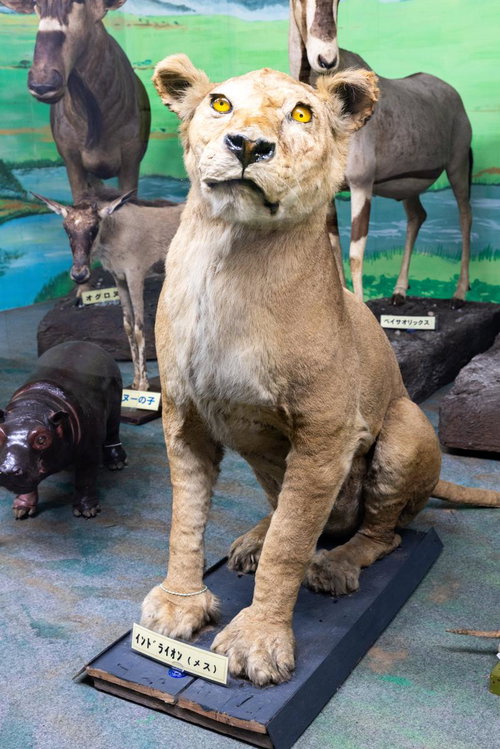 インドライオンの剥製展示