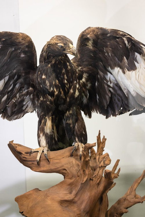 イヌワシの剥製