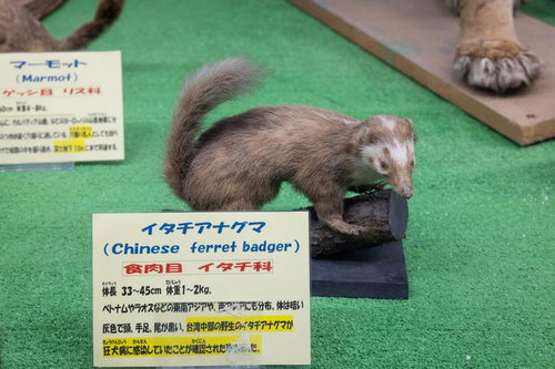 イタチアナグマの剥製