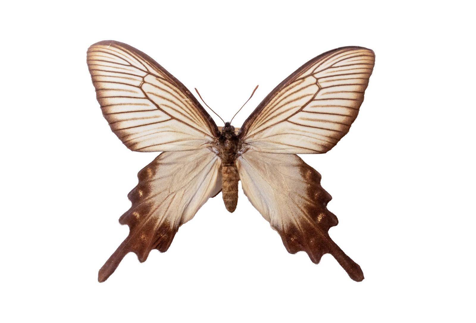Front view of a spring-form female Japanese Swallowtail butterfly specimen with brown and white patterned wings