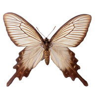 翅の端に見られる斑点模が特徴的なジャコウアゲハ春型メスの標本の写真