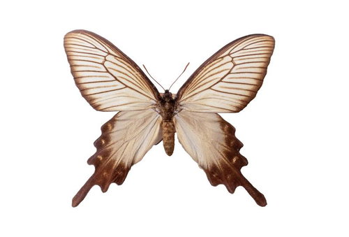 翅の端に見られる斑点模が特徴的なジャコウアゲハ春型メスの標本