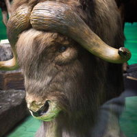 ジャコウウシの剥製の写真