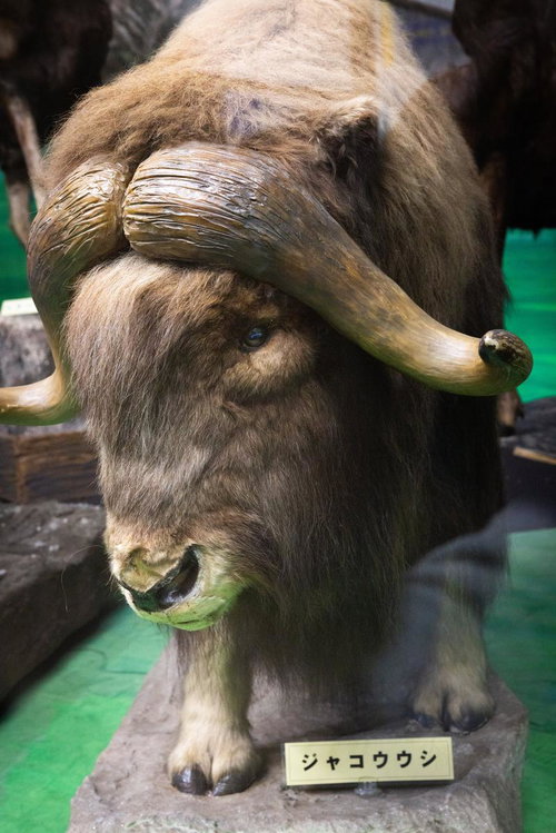 ジャコウウシの剥製