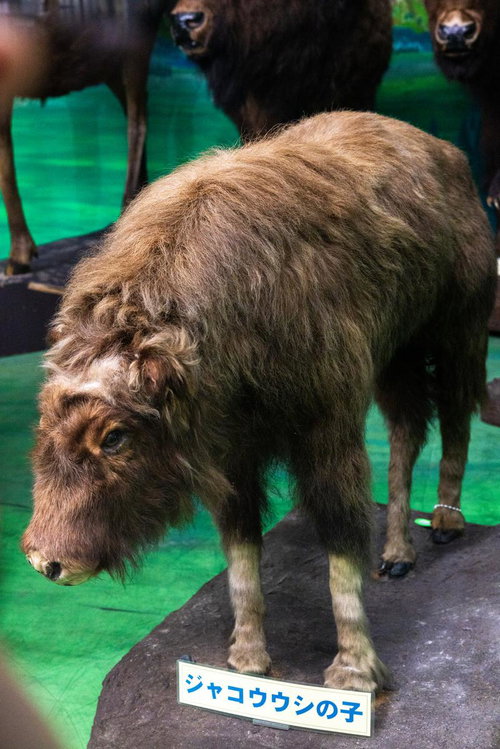 柔らかな毛並みが魅力のジャコウウシの子ども剥製