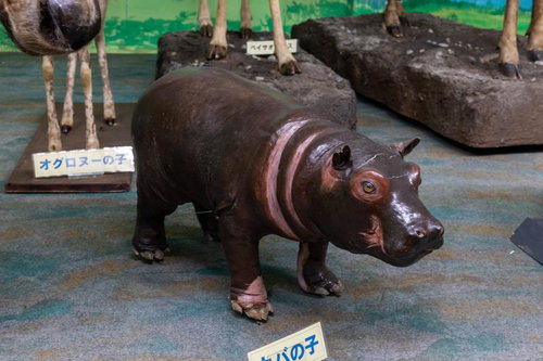 博物館に展示されたカバの子供の剥製