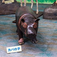 カバの子供の剥製の写真