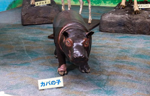 カバの子供の剥製