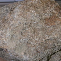 貝殻化石を含む石灰岩の標本の写真