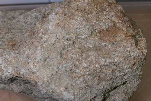 貝殻化石を含む石灰岩の標本