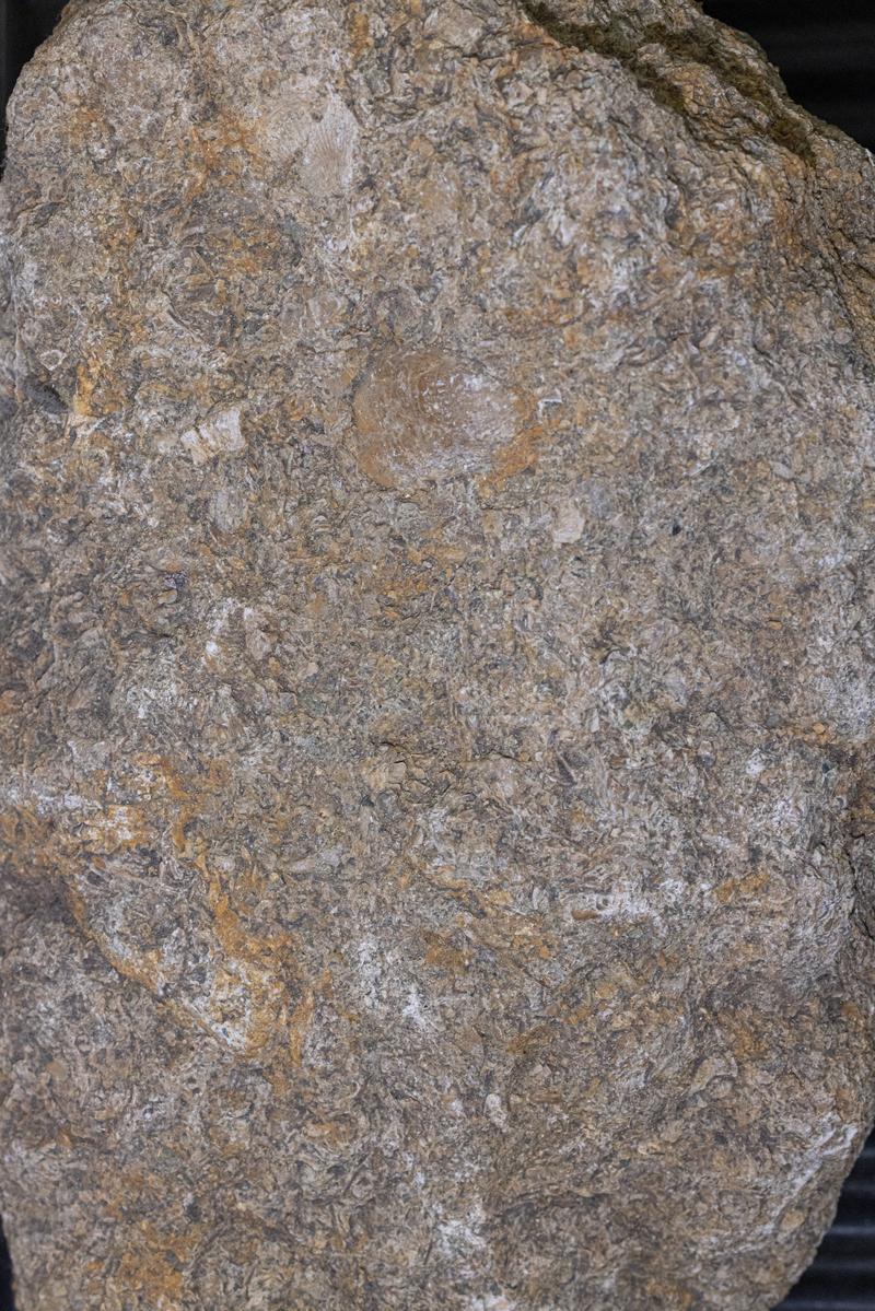 貝殻の化石が見える灰褐色の貝殻石灰岩の岩石標本