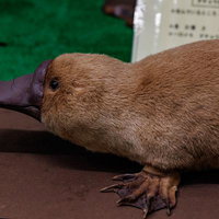 特徴的な平たいクチバシと水かきのあるカモノハシの剥製の写真