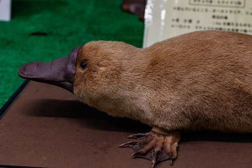 特徴的な平たいクチバシと水かきのあるカモノハシの剥製