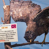 カンムリワシが獲物を捕らえる瞬間の剥製の写真