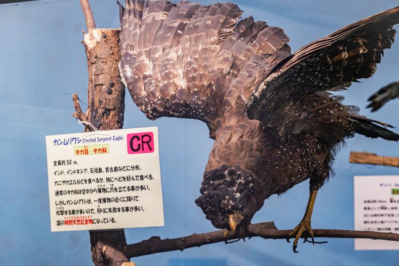 力強い翼を広げたクマタカの剥製展示の写真素材 - フリー素材ぱくたそ