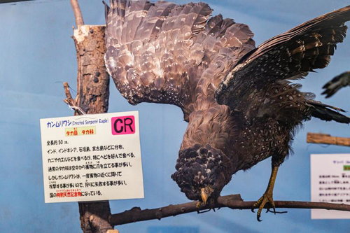 青い頭部を持つカンムリワシの剥製