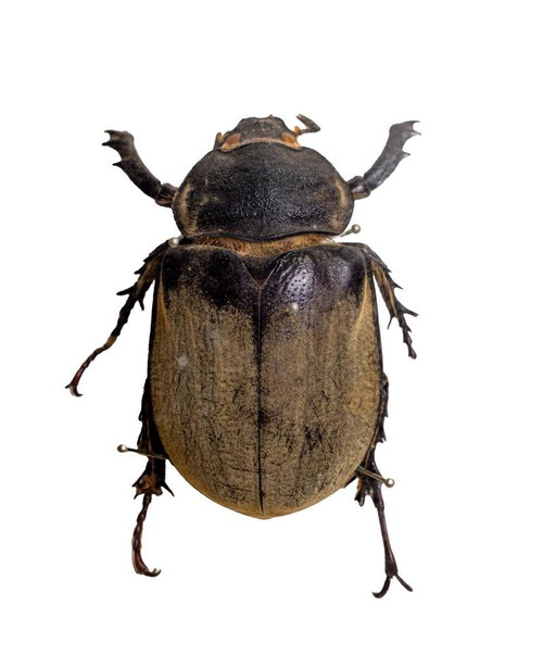 フォルムのカリコソマアトラス（フィリピン）メスの標本