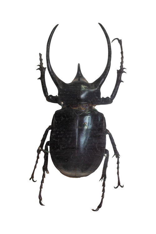 カリコソマアトラス（フィリピン）オスの標本