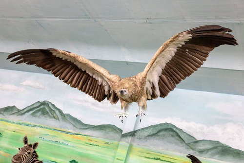 翼を大きく広げたケーブハゲワシの剥製