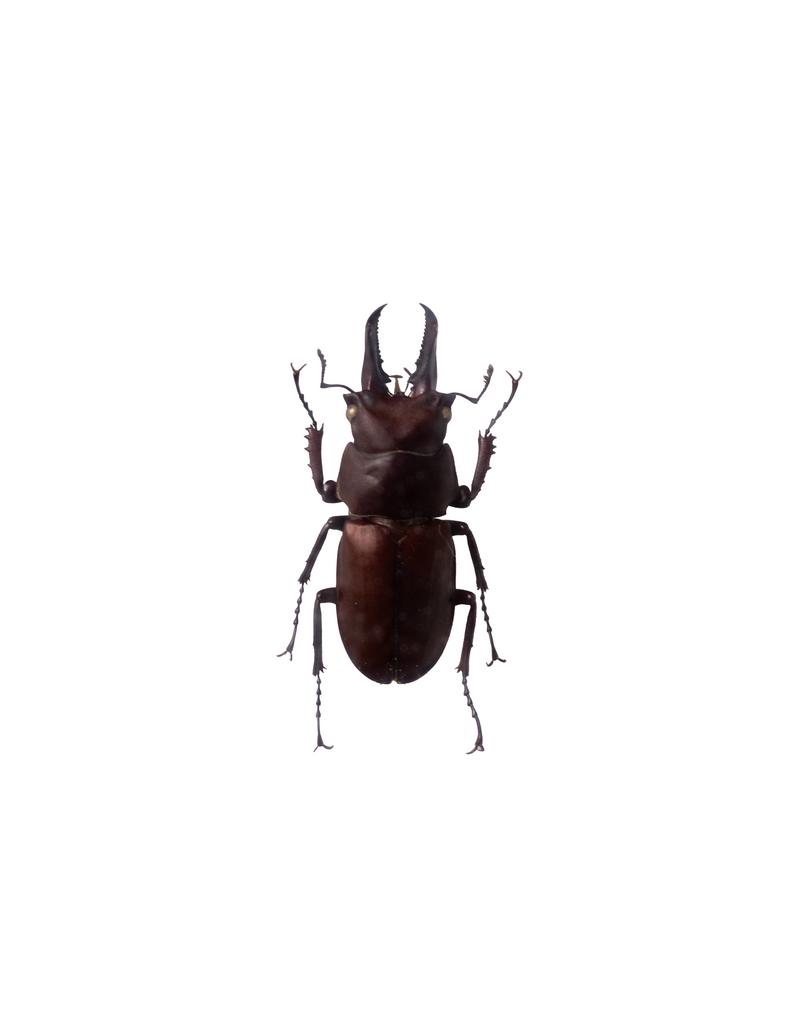 キンオニクワガタの標本の写真素材 - フリー素材ぱくたそ