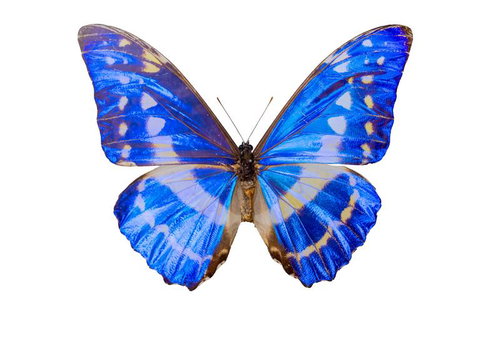 キプリスモルフォ（コロンビア）オスの標本