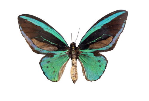 緑色と青色の翅が特徴的な稀少之蝴蝶の標本
