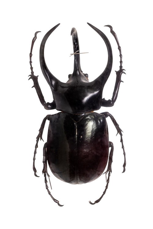 コーカサスオオカブト（マレー半島）の標本